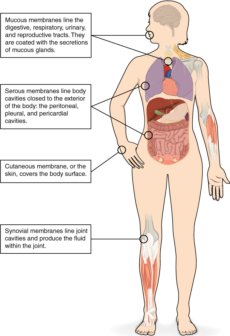 mucous membranes